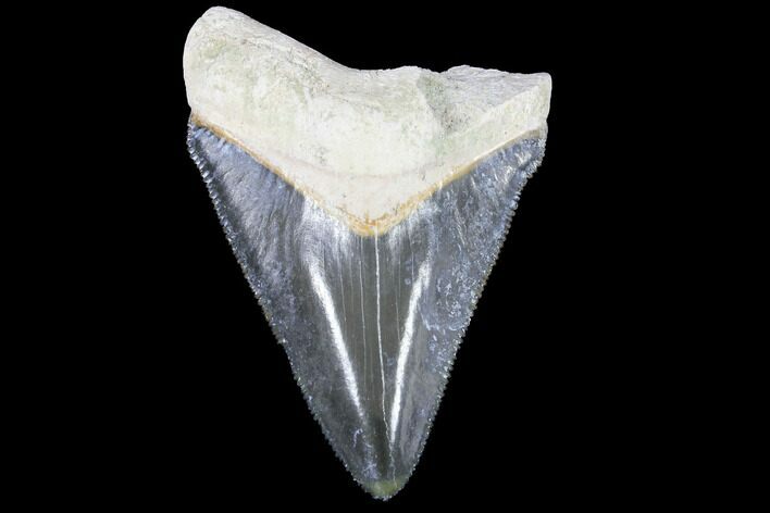 Serrated, Bone Valley Megalodon Tooth - Florida #99864